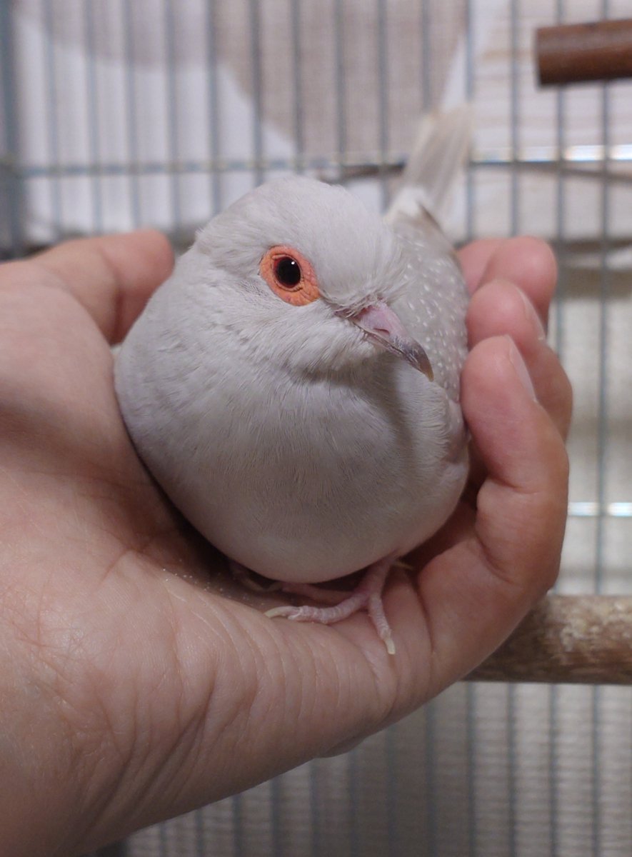 sashimi_hato's tweet photo. 雨の音すごいねぇ
 #ウスユキバト https://t.co/3PVlD7IFMW