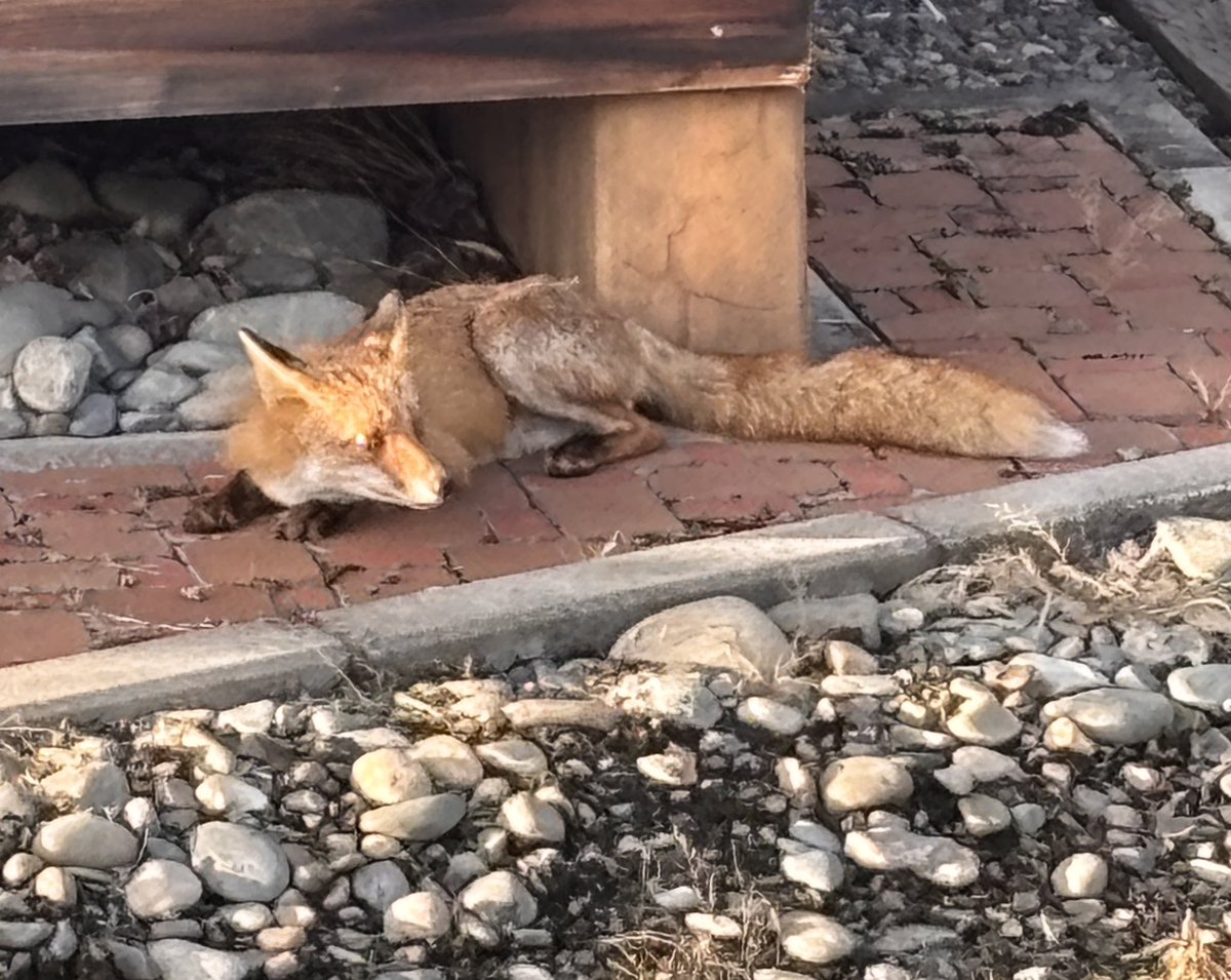 matduma's tweet photo. こちらは野生のキツネ🦊
あえて育てているわけでは無く、住宅街に勝手に出てくる動物。 https://t.co/hR2OIiMRmy