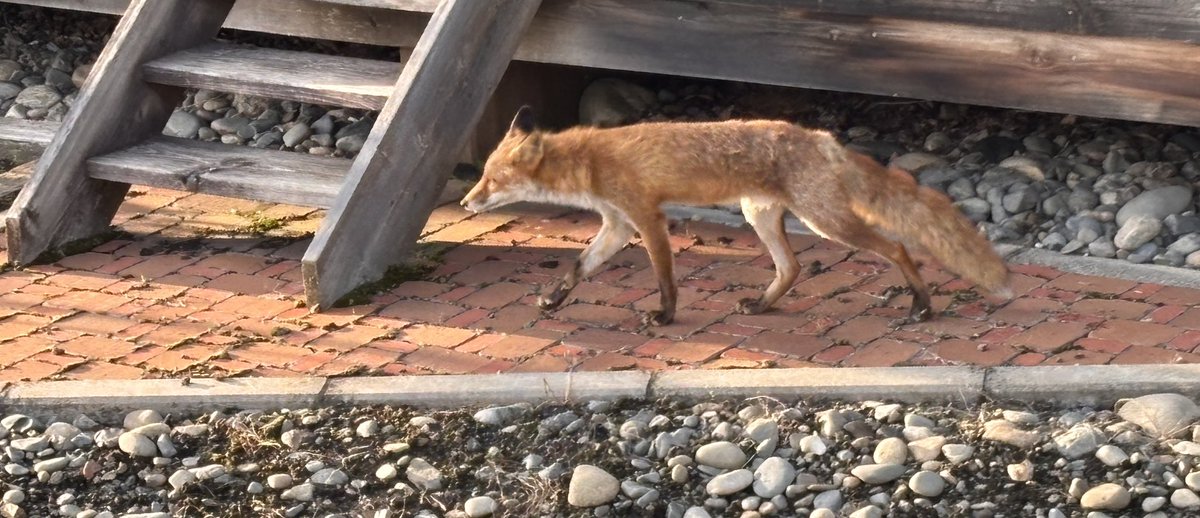 matduma's tweet photo. こちらは野生のキツネ🦊
あえて育てているわけでは無く、住宅街に勝手に出てくる動物。 https://t.co/hR2OIiMRmy