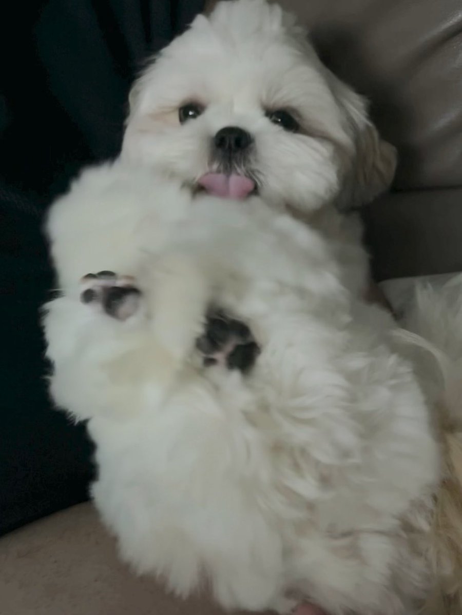 A fluffy white dog lounges on its back with paws splayed out and tongue peeking out, looking every bit as soft and cloud-like as a pile of cotton candy.