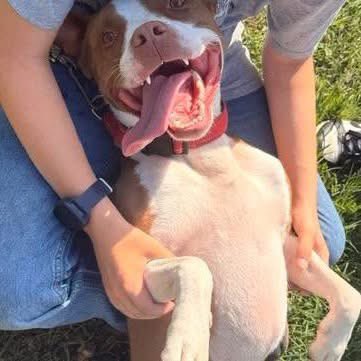 dogs_dc's tweet photo. Monday, September 21, 2026

PLEASE🙏 share for:

Fancy Cats & Dogs Rescue Team
Herndon, VA  90172

(703) 961-1056

🚨 URGENT FOSTER💕 NEEDED FOR METRO🐾🐾! 🚨

Metro's🐾🐾 foster💕 can no longer keep him due to health reasons, and he needs a new foster💕 home ASAP. 

If you can foster💕, please contact Cathy ASAP at cawad@fancycats.org.

Meet Metro🐾🐾, a two-year-old Pittie mix with a heart twice his size! 
This sweet tripod pup had his right rear leg amputated after arriving with a serious injury, but don't tell Metro🐾🐾 that he's different. He lives life to the fullest and is full of love, happiness, and determination.

🐾 Potty trained
 🐾 Crate trained
 🐾 Loves people and snuggles
 🐾 Good with older kids
 🐾 Positive with other dogs
 🐾 Smart, eager to learn, and treat-motivated

Metro🐾🐾 is playful, affectionate, and always ready for an adventure or a cuddle session. 

He loves lounging in the yard, carrying around his favorite sticks, and spending time with his people. Like many young dogs, he can get excited and may be a little jumpy at times, but he's making great progress and just needs continued guidance and consistency.
❤️ Despite everything he's been through, Metro🐾🐾 remains joyful, resilient, and incredibly loving. All he needs is a safe place to land while he waits for his forever❤️ family.

📧 Can you foster💕 Metro🐾🐾? 

Please contact Cathy ASAP at cawad@fancycats.org

Please share! The right foster💕 could change Metro's🐾🐾 life. 

Always adopt, don’t shop for a dog.🐾🐾

Rescue, Dogs, Rock!🐾🐾

In addition, please have your pets, spayed or neutered!
#adoptme
#rescuedogsrock
#adoptarescuedog
#fosterarescuedog
#fosteringsavesdogslives
