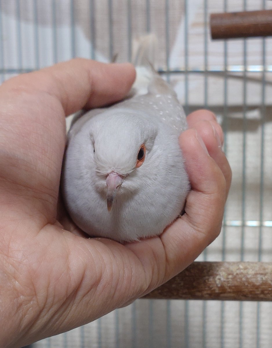 sashimi_hato's tweet photo. 私が飼ってるのって文鳥か何かでしたっけ
 #ウスユキバト https://t.co/rSlmIMw7wQ