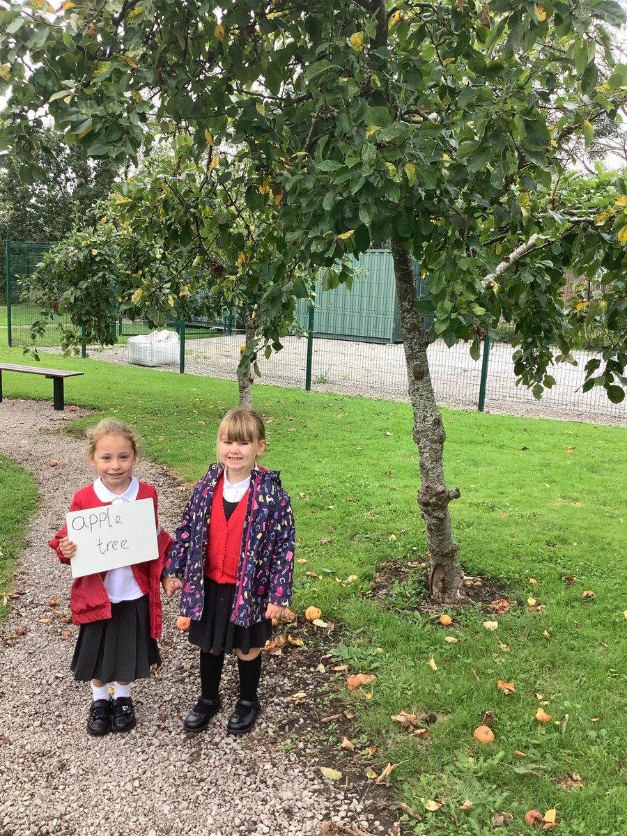 Y1HAS's tweet photo. Year 1 had fun finding different types of trees in our orchard. We even found the different parts of a tree! 🌳🌲#transformationcurriculum #observers https://t.co/H3jsQbUt0X