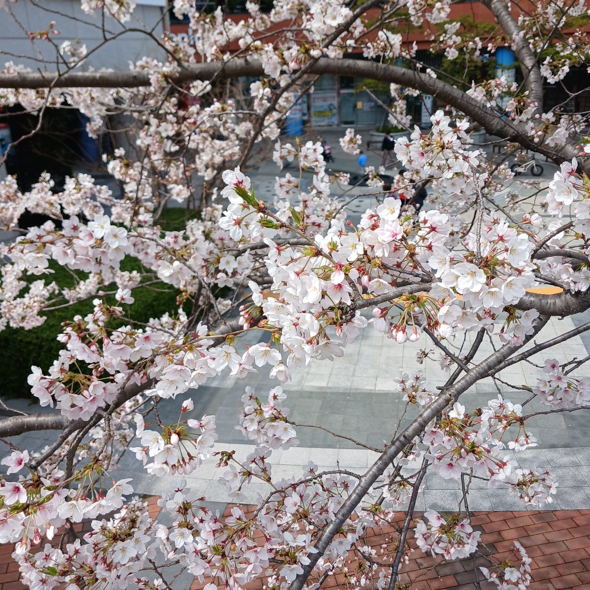 green_been_btob's tweet photo. #창섭과짱친의계절
봄🌸
이 사진을 찍은 날, 더 자주 보고 싶다는 마음으로 서울로 가기로 결심했지.
좋아한다는 마음 하나로 시작된 이 선택이 내 삶을 넓혀줬고 내 일상에 설렘과 즐거움을 알게 해줬어.
봄이 오면 내가 지금 여기에 있는 이유를 생각해. 그래서 내게 봄은 더 특별한 계절이야. https://t.co/BjzY83V0GS