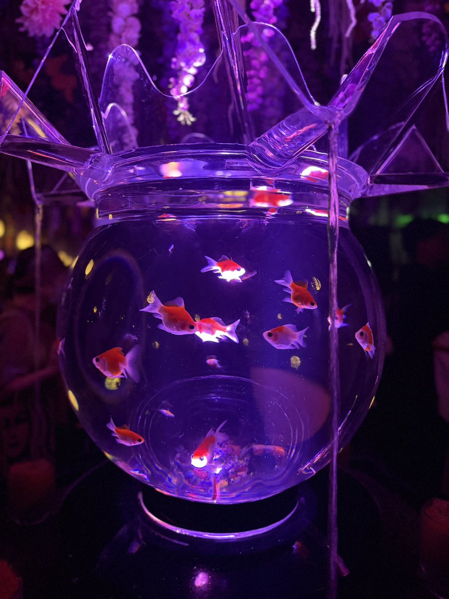 As__sps07's tweet photo. 昨日行った金魚🐠 https://t.co/DybweBZe9v