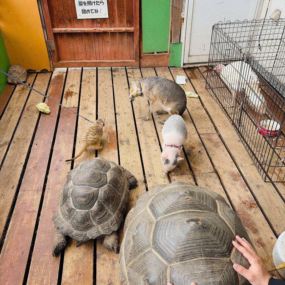 mamepuro's tweet photo. シルバーウィークなので、佐久市のスエトシ牧場に行ってきました。
カメブタマーラミーアキャットカピバラが触れ合い放題、牛はいないが馬と猫もいる謎多き牧場でした。
動物との距離感がゆるゆるです。 https://t.co/CpuOZQAvjd