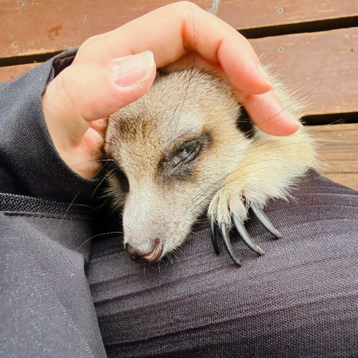 mamepuro's tweet photo. シルバーウィークなので、佐久市のスエトシ牧場に行ってきました。
カメブタマーラミーアキャットカピバラが触れ合い放題、牛はいないが馬と猫もいる謎多き牧場でした。
動物との距離感がゆるゆるです。 https://t.co/CpuOZQAvjd