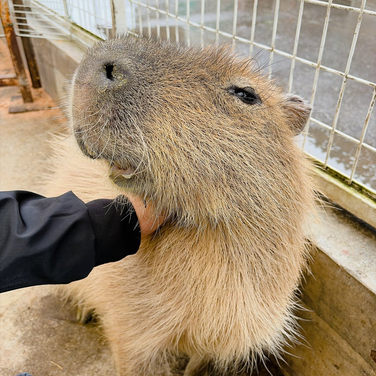 mamepuro's tweet photo. シルバーウィークなので、佐久市のスエトシ牧場に行ってきました。
カメブタマーラミーアキャットカピバラが触れ合い放題、牛はいないが馬と猫もいる謎多き牧場でした。
動物との距離感がゆるゆるです。 https://t.co/CpuOZQAvjd