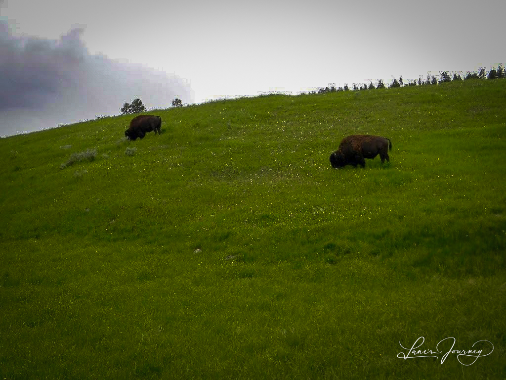 LanesJourney's tweet photo. From The Vault:  #Bison

Location: #Yellowstone

Taken with my #iPhone because my Nikon was too complicated.

#RelearningPhotography https://t.co/fiLazbbIKv
