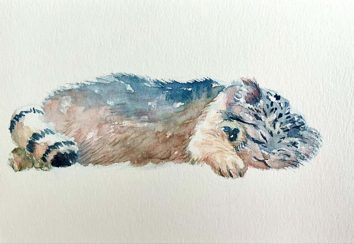 shokorian0122's tweet photo. #全クリエイターに告ぐ猫の作品を解放せよ 
水彩でスケッチしました🐈 https://t.co/hlSxPsA13g
