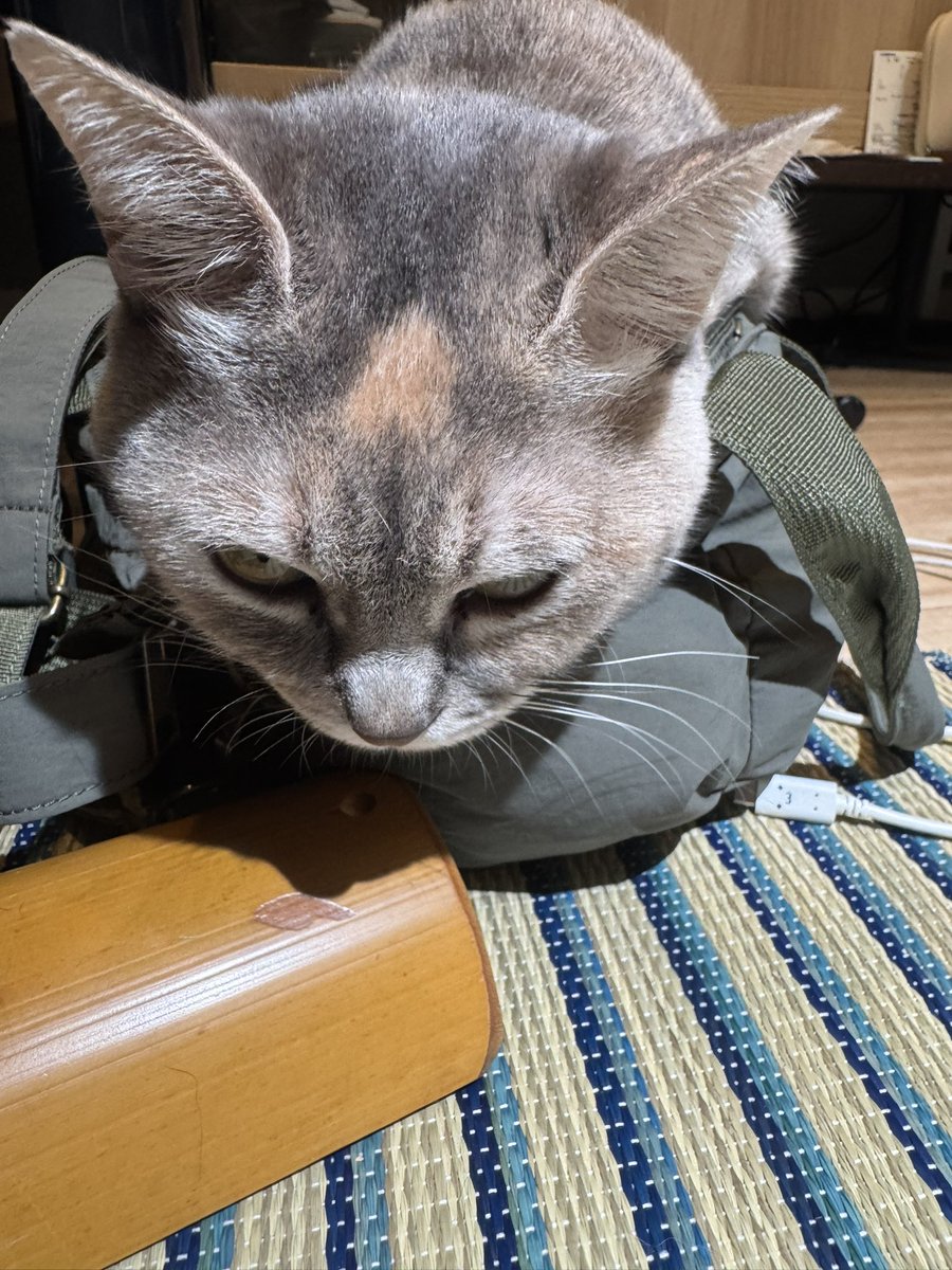 AkiraSakana1513's tweet photo. 無理こにカバンの中に身を潜めようとする我が家の三女を是非見てほしい。
 #猫屋敷からお届けです🐈🐾 https://t.co/n43MHyQi6g