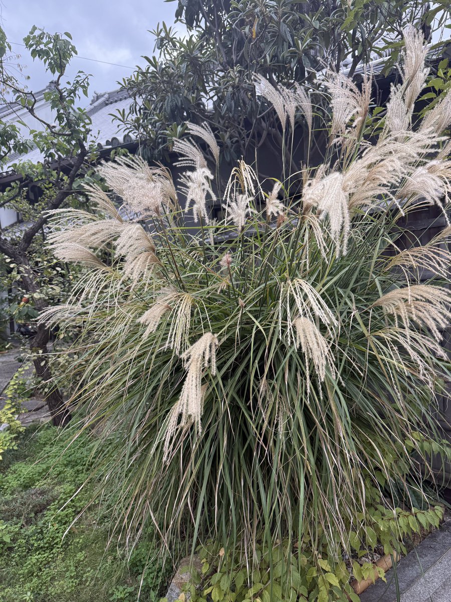 ginzanji's tweet photo. 彼岸花、ススキ、萩
が開花しております。

いつも思いますが、花は本当に正直ですね。

彼岸参りの際にどうぞ愛でてください。

#銀山寺 #天王寺 #寺院 #天王寺区 #寺 #大阪市 #境内 #花 #彼岸花 #ススキ #萩 https://t.co/aVcJox9Dc0