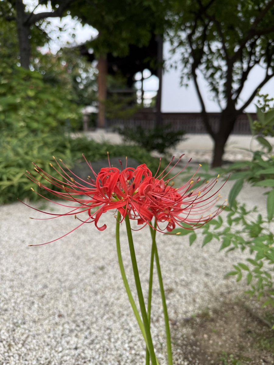 ginzanji's tweet photo. 彼岸花、ススキ、萩
が開花しております。

いつも思いますが、花は本当に正直ですね。

彼岸参りの際にどうぞ愛でてください。

#銀山寺 #天王寺 #寺院 #天王寺区 #寺 #大阪市 #境内 #花 #彼岸花 #ススキ #萩 https://t.co/aVcJox9Dc0