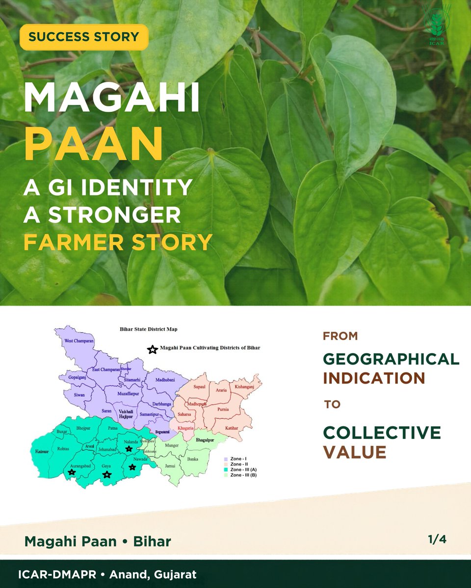icarindia's tweet photo. GI recognition is strengthening Magahi Paan farmers in Bihar. With ICAR support, an FPC and 1,001 GI-authorised users, the value chain is gaining collective strength. #icar @ChouhanShivraj @mpbhagirathbjp @RNK_Thakur @AgriGoI @mygovindia @PIB_India https://t.co/RUYuj7LhOO