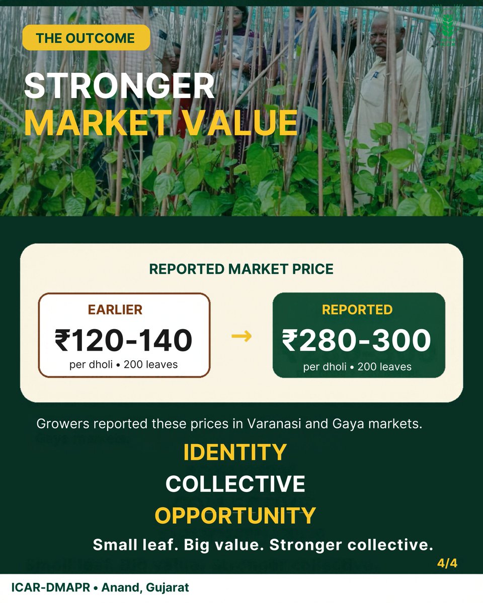 icarindia's tweet photo. GI recognition is strengthening Magahi Paan farmers in Bihar. With ICAR support, an FPC and 1,001 GI-authorised users, the value chain is gaining collective strength. #icar @ChouhanShivraj @mpbhagirathbjp @RNK_Thakur @AgriGoI @mygovindia @PIB_India https://t.co/RUYuj7LhOO