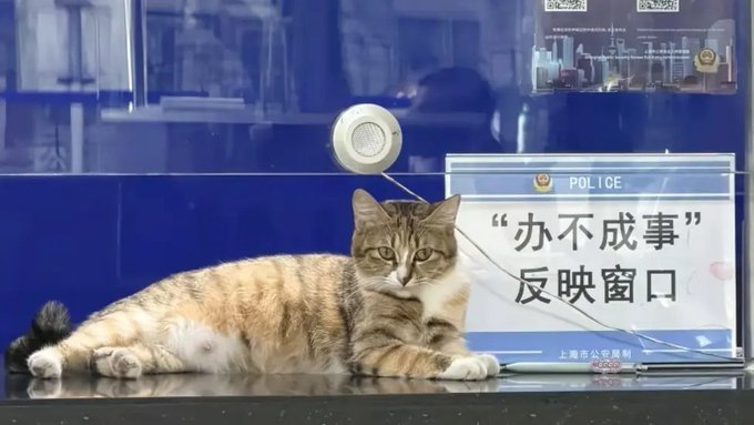 burbering1's tweet photo. 上海某派出所来了一只自来小猫，大摇大摆直接躺平在办事窗口台上，一点不怕人，就这么在窗口趴了快一整天 
办事群众纷纷围过来拍照打卡，网友直接封它咪警长
最绝的巧合：小猫身旁，刚好立着一块「办不成事反映窗口」的牌子
画面感直接拉满： 人类办不成的事，咪警长坐镇窗口受理，专治各种疑难杂症😂
https://t.co/C3nPj9bMga