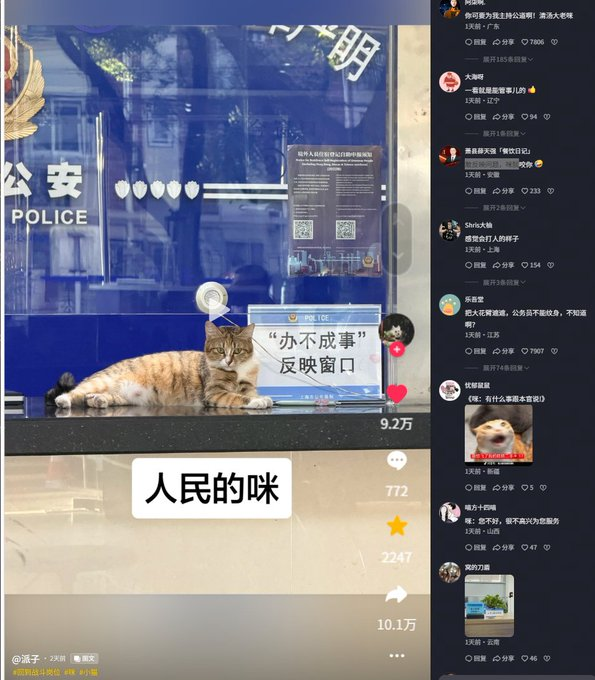 burbering1's tweet photo. 上海某派出所来了一只自来小猫，大摇大摆直接躺平在办事窗口台上，一点不怕人，就这么在窗口趴了快一整天 
办事群众纷纷围过来拍照打卡，网友直接封它咪警长
最绝的巧合：小猫身旁，刚好立着一块「办不成事反映窗口」的牌子
画面感直接拉满： 人类办不成的事，咪警长坐镇窗口受理，专治各种疑难杂症😂
https://t.co/C3nPj9bMga