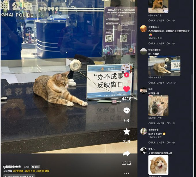 burbering1's tweet photo. 上海某派出所来了一只自来小猫，大摇大摆直接躺平在办事窗口台上，一点不怕人，就这么在窗口趴了快一整天 
办事群众纷纷围过来拍照打卡，网友直接封它咪警长
最绝的巧合：小猫身旁，刚好立着一块「办不成事反映窗口」的牌子
画面感直接拉满： 人类办不成的事，咪警长坐镇窗口受理，专治各种疑难杂症😂
https://t.co/C3nPj9bMga