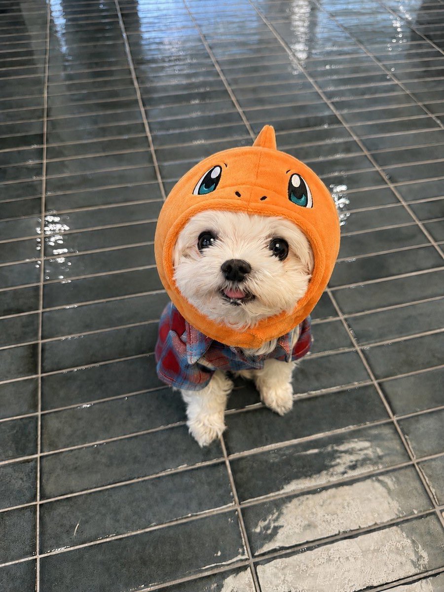 ilivettwoni's tweet photo. 탐라에서 별이봣는데 세상에서 젤 귀여운 강아디야 https://t.co/MSNUjYgJPp