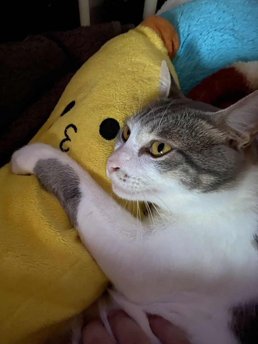 nakama137's tweet photo. そして皆様ご存知
配信にちょこちょこ声が乗っております猫
我が家のロナくんです
お初にお目にかかります
仲良くしてねฅ^•ω•^ฅ https://t.co/9ZwE2awZxn