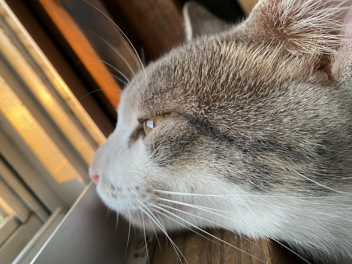 nakama137's tweet photo. そして皆様ご存知
配信にちょこちょこ声が乗っております猫
我が家のロナくんです
お初にお目にかかります
仲良くしてねฅ^•ω•^ฅ https://t.co/9ZwE2awZxn