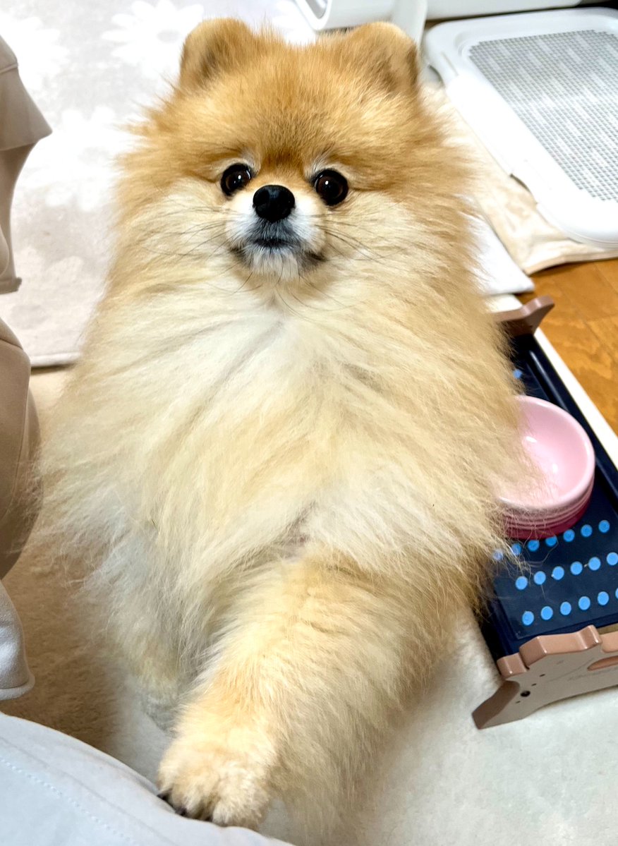 pome__tanu's tweet photo. 💨
ドンッ❗️   お　か　わ　り　‼️ https://t.co/XXjm2hLPwF