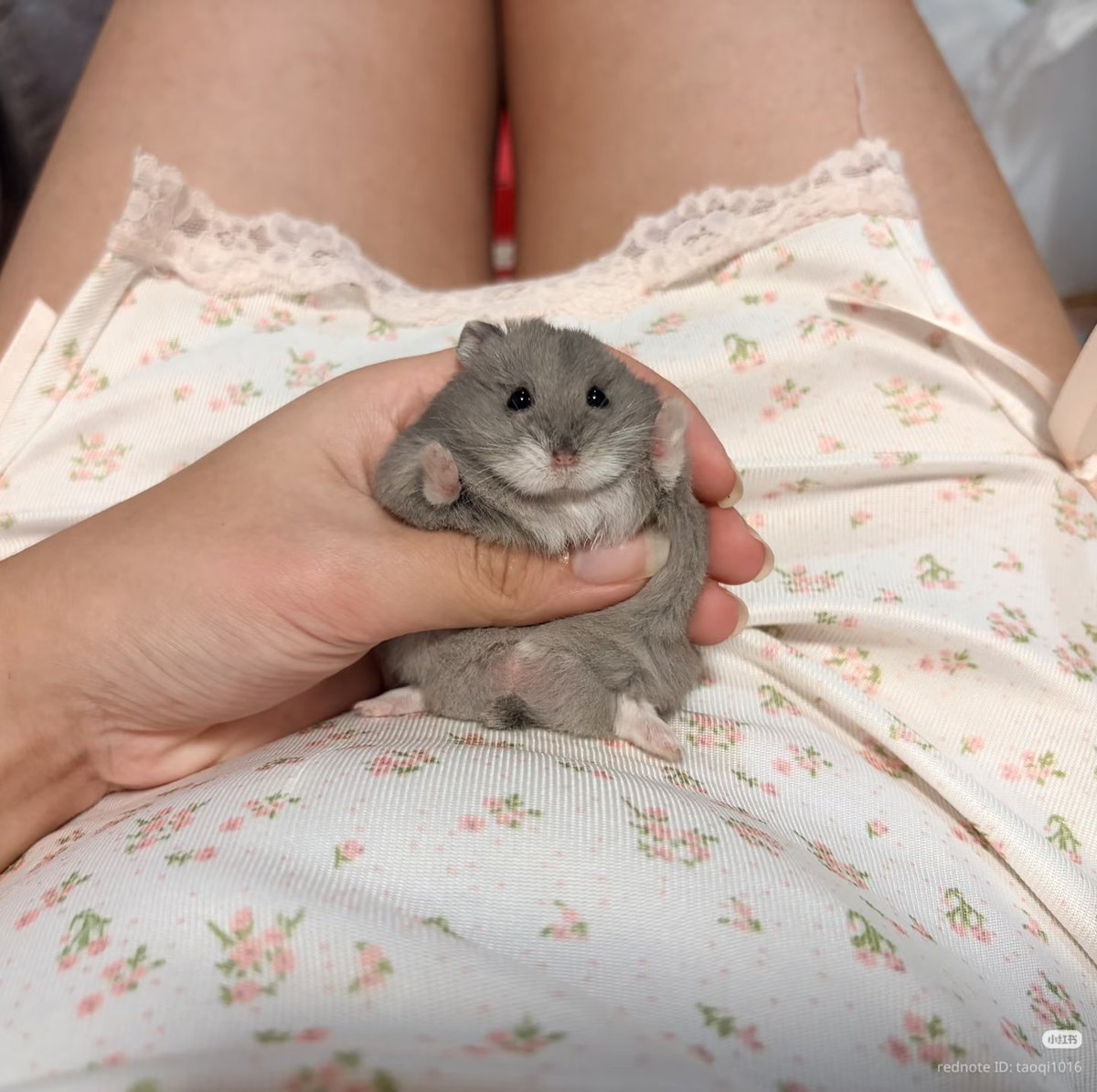 TweetsOfHamster's tweet photo. https://t.co/bFNfSWYTOw