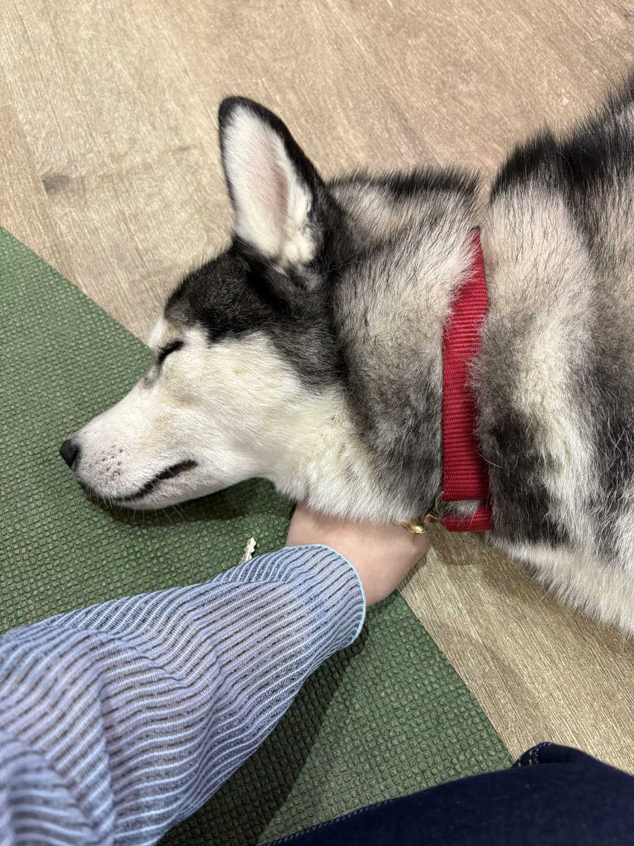 mati_rw7's tweet photo. 🐺みをかんじる🐕ちゃんとたわむれてきた✌🏻可愛かったよ〜！左手を一生下敷きにされてた！ https://t.co/lh28nH58wX