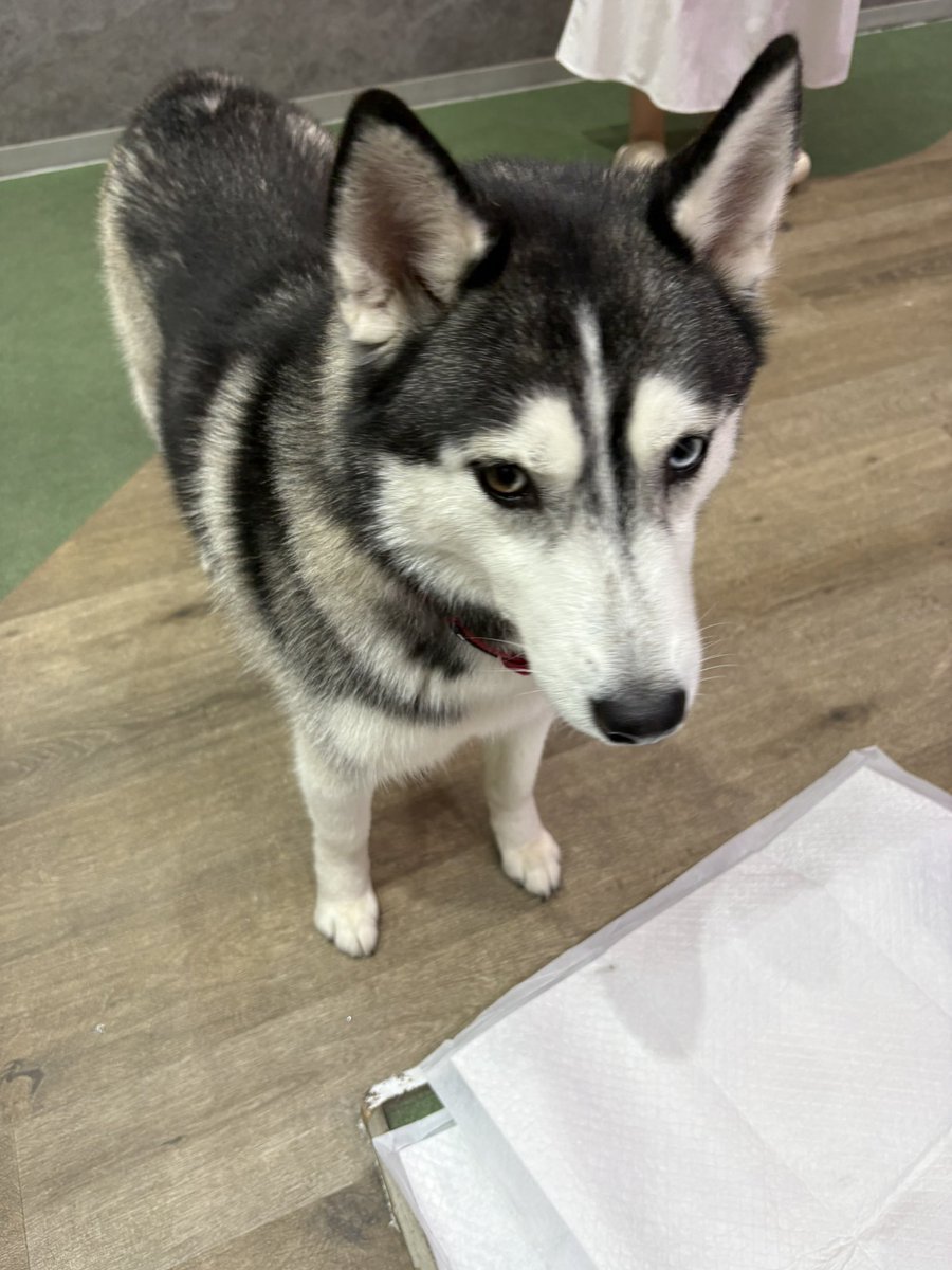 mati_rw7's tweet photo. 🐺みをかんじる🐕ちゃんとたわむれてきた✌🏻可愛かったよ〜！左手を一生下敷きにされてた！ https://t.co/lh28nH58wX