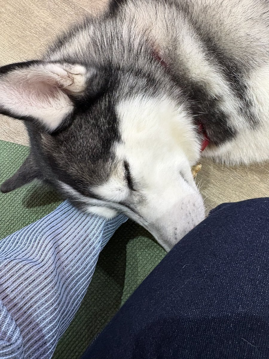 mati_rw7's tweet photo. 🐺みをかんじる🐕ちゃんとたわむれてきた✌🏻可愛かったよ〜！左手を一生下敷きにされてた！ https://t.co/lh28nH58wX