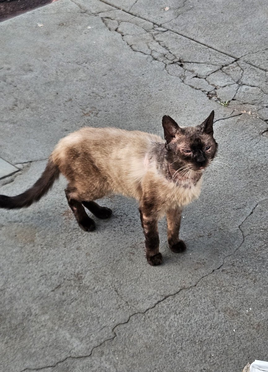 kittyuma_'s tweet photo. AMIGOS, AJUDEM A COMPARTILHAR, POR FAVOR!

busco lar temporário/adoção responsável pra esse gatinho de rua que eu cuido, testado fiv positivo, atualmente está sendo tratado em uma clínica até estar completamente bem mas precisa de um lugar para ficar após o tratamento! https://t.co/yPmi68iTtF
