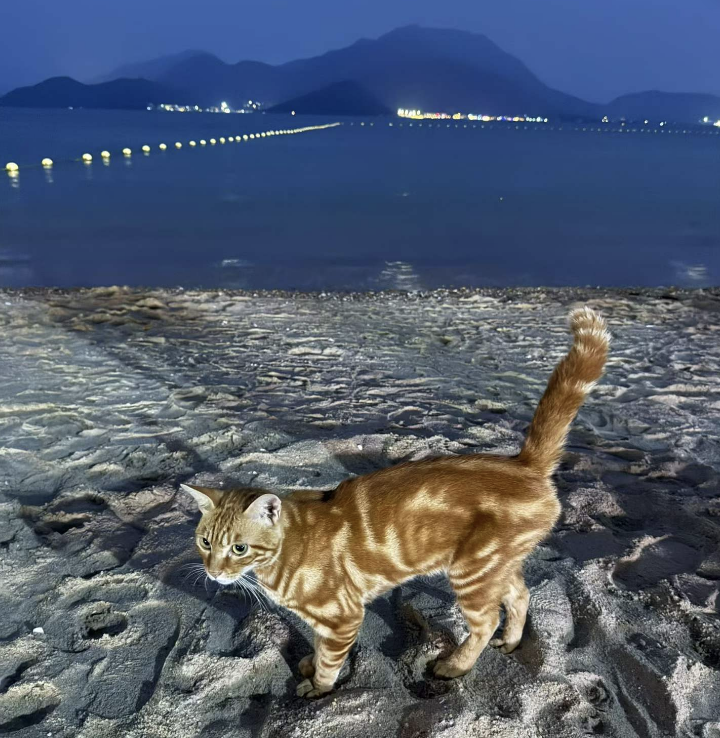 memoh_ai's tweet photo. Put aside your work for a moment and come take a look at the kitty.

🐱 https://t.co/LmA5a765bv