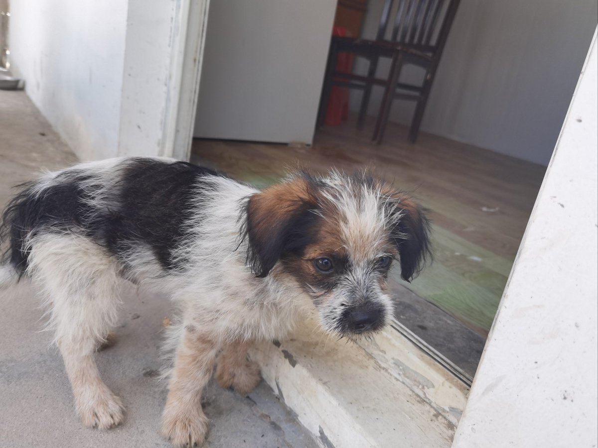 asep0602's tweet photo. Watch my fluffy pup go from a wobbly newborn to a zooming little adventurer in 6 months  Every messy playdate and tiny milestone makes my heart full! https://t.co/8i6TKHdVq0