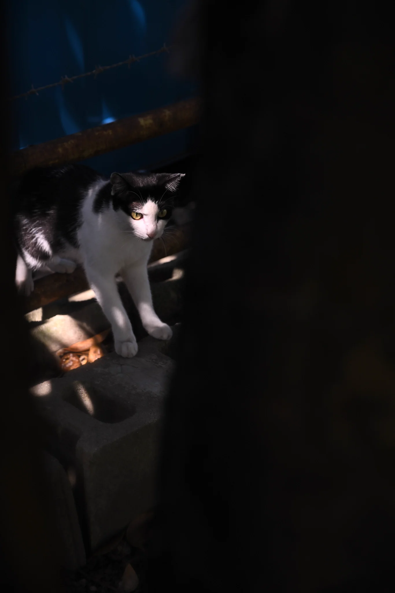 ネゴ さう📷X-E5＋ZR on X: 