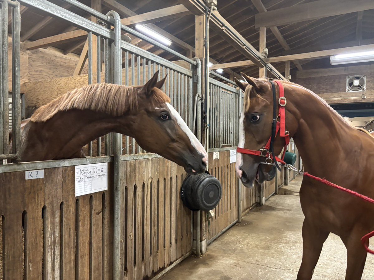 POPEYE_ch's tweet photo. ついに初対面✨

アレグランサとコレグランサ🐴

最初は警戒しあってるも
狂った目と可愛い目の写真撮ったら
挨拶しあって帰ってった🤭

まぁ1歳と4歳というのもあるが
アレグランサを連れ出したのは色々正解✅

血統や馬体でなく
うちの子に似てるからというネタで馬を買う！
これも楽しみだよね🤣 https://t.co/2OJxLCbn2Z