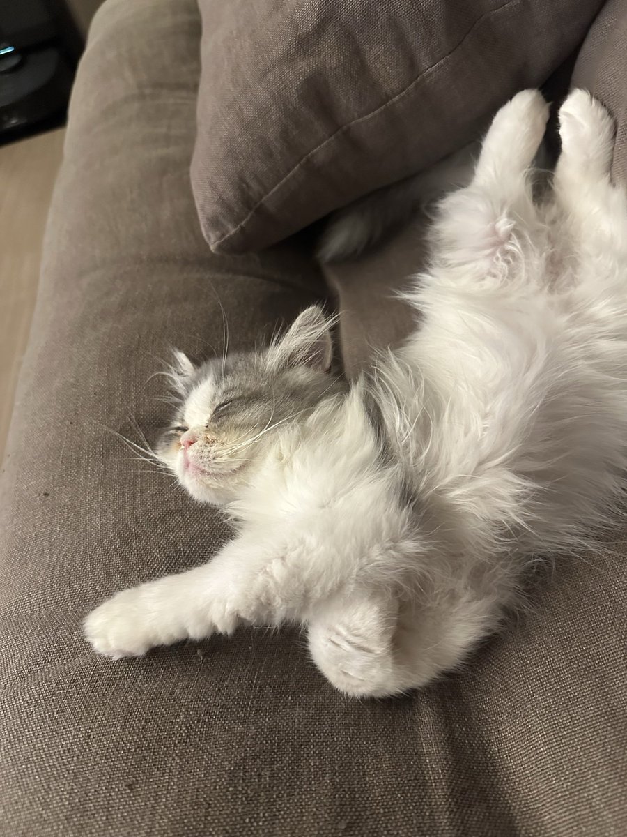 chacooofuuuta's tweet photo. 幸せそうに寝てます😴 https://t.co/f3eETVNqcp