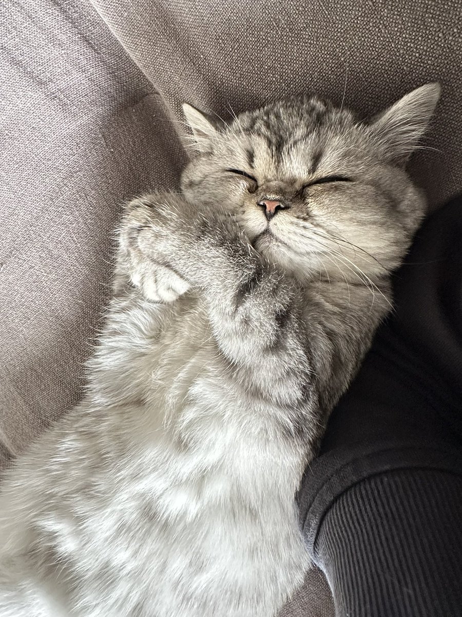 chacooofuuuta's tweet photo. 幸せそうに寝てます😴 https://t.co/f3eETVNqcp
