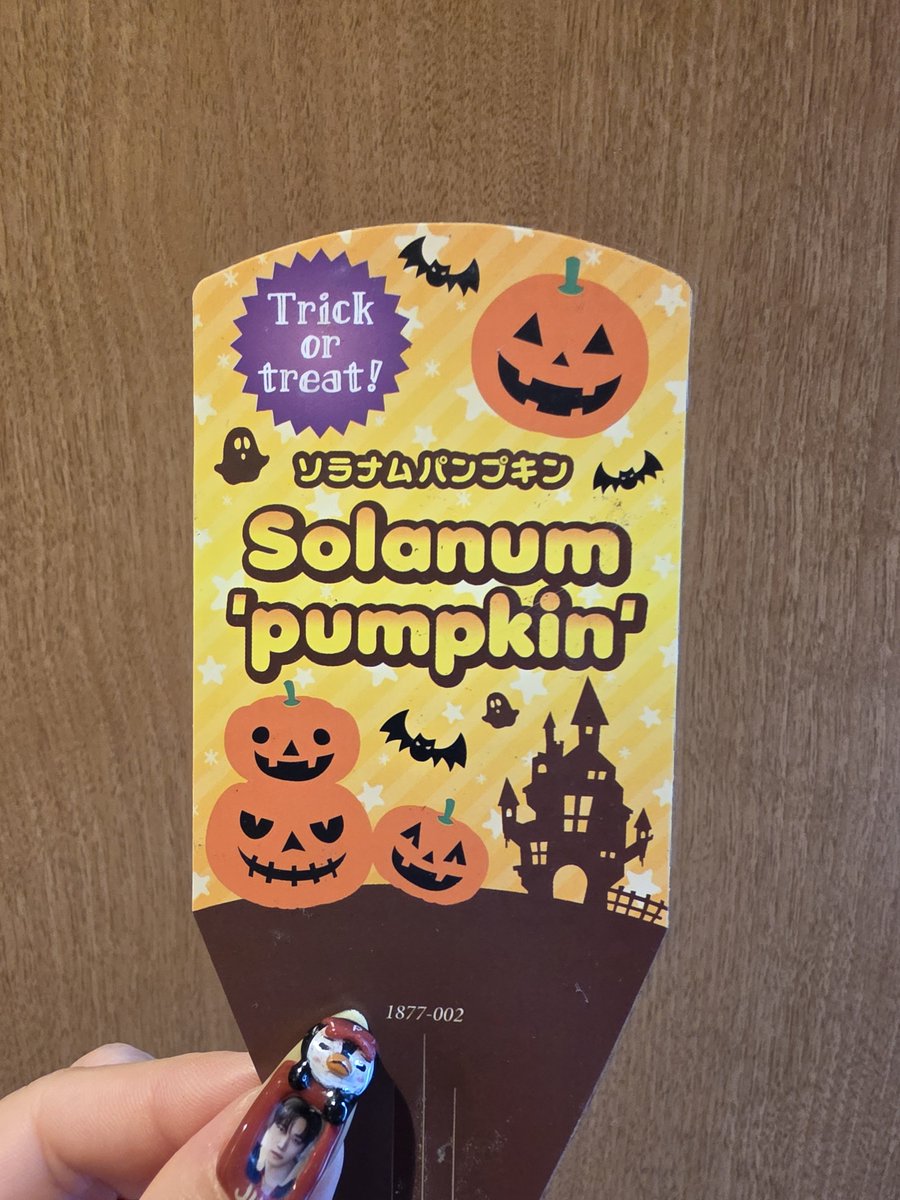 junho_kaoru0125's tweet photo. #ソラナムパンプキン 🎃初めて見かけて可愛すぎてゲット🎃 https://t.co/yC9s9ans9p