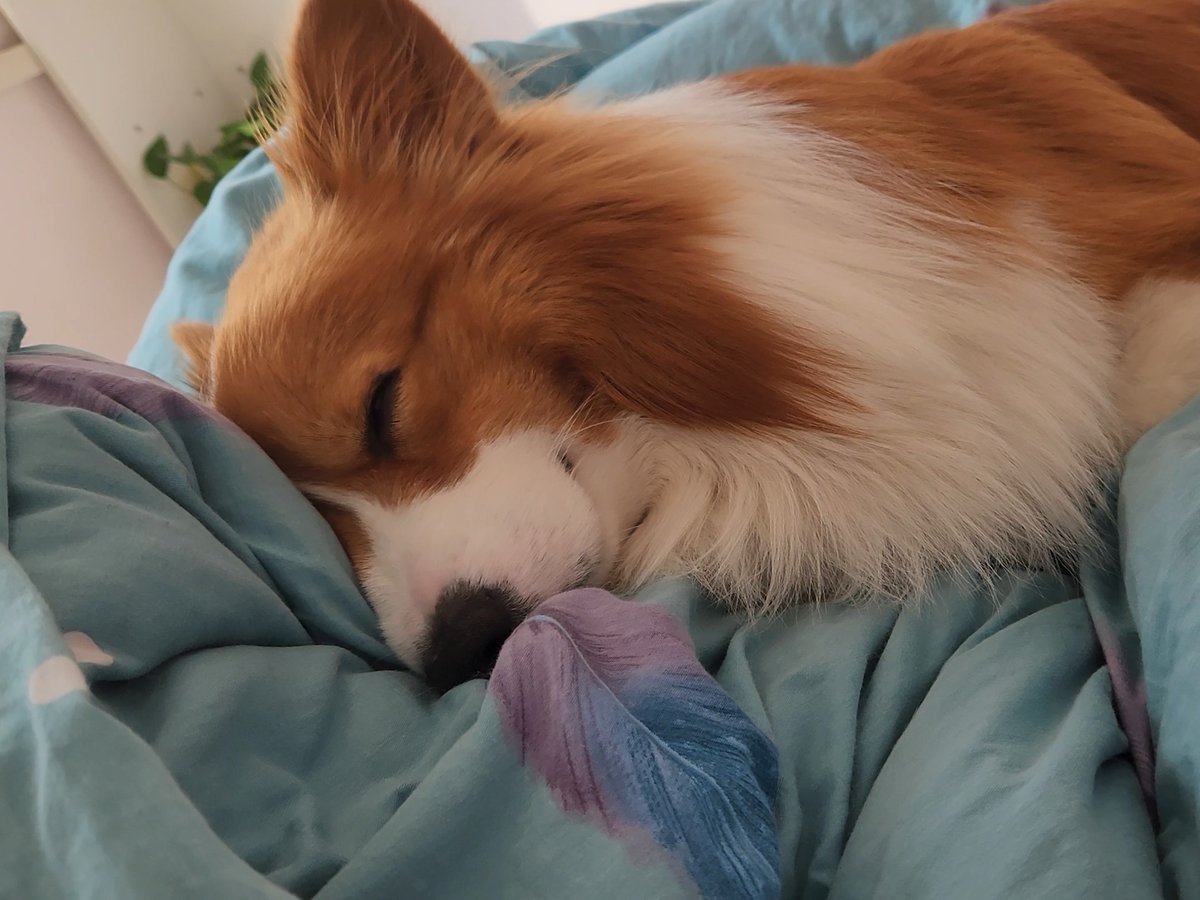 Keriyah2's tweet photo. My morning just got 10x better  Woke up to my fluffy pup curled up right on my chest—nothing beats this cozy, loyal vibes! https://t.co/2X5d6uCm68