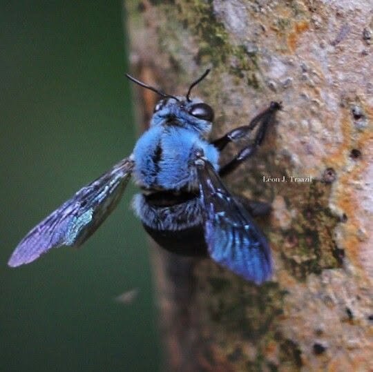 AmazingNature00's tweet photo. The blue carpenter bee. (yes, they are in fact real)  these bees are mainly native to asia 

similar to bumblebees, they are also non-aggressive https://t.co/iDszS0RZw7