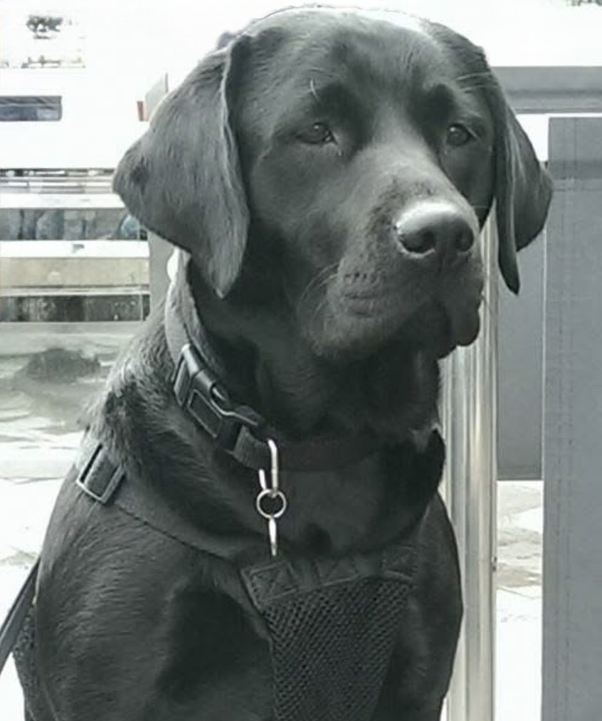 Jura_Harris's tweet photo. My black beauty. 2 years old here! 😍 #Jura https://t.co/fdYXO8Hn9B