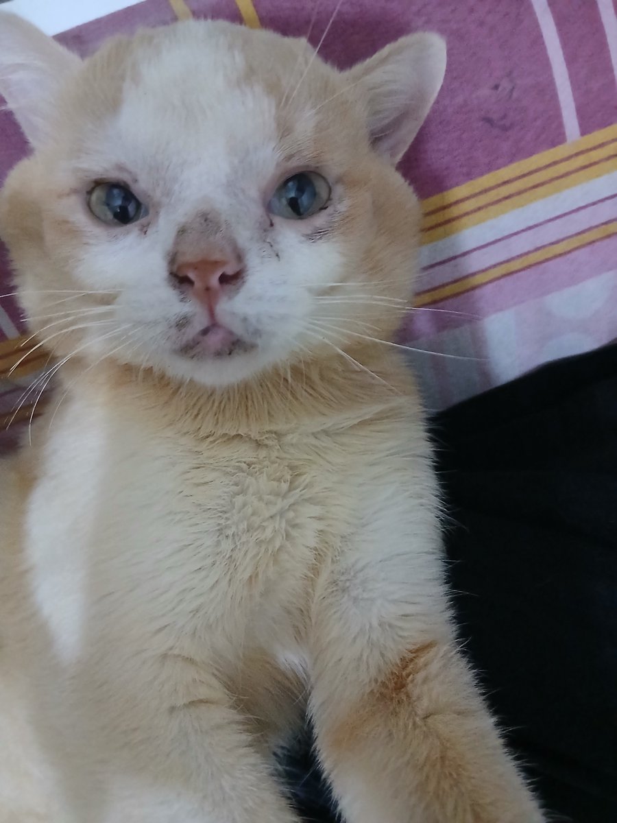 __chimichi's tweet photo. ga boleh bobo di kasur, mank ngapa siee, kan normal bayi ngompolan https://t.co/AQIAUIpomg