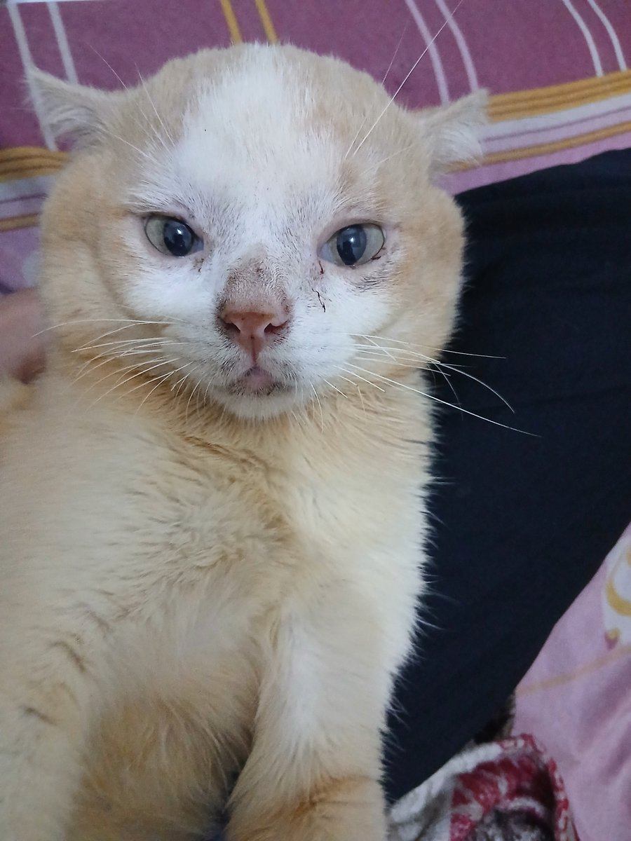__chimichi's tweet photo. ga boleh bobo di kasur, mank ngapa siee, kan normal bayi ngompolan https://t.co/AQIAUIpomg
