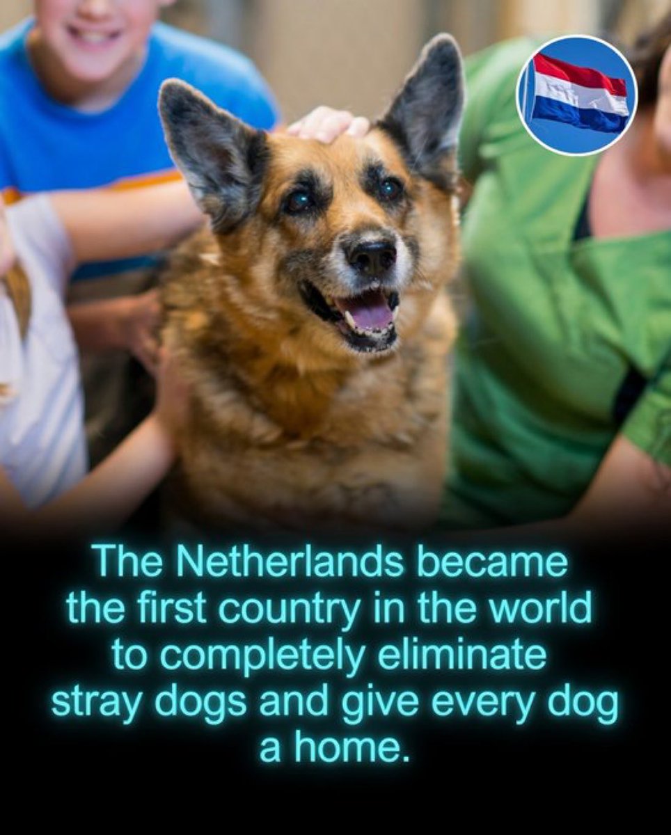 Rainmaker1973's tweet photo. The Netherlands has become the first country in the world to successfully eliminate stray dogs, ensuring that every dog has a home.

This remarkable achievement stems from a combination of strict animal welfare laws, large-scale spaying and neutering programs, and a strong culture of responsible pet ownership. The Dutch government has long supported widespread sterilization initiatives and enforces tough penalties for animal abuse and abandonment.

While an estimated 200 million stray dogs exist worldwide, the Netherlands stands out as a global leader. In Dutch cities, it is common to see dogs riding in bicycle baskets, relaxing under café tables, and even joining their owners on public transport, a reflection of how deeply integrated pets are into everyday life.

The country now serves as an inspiring model for animal welfare, demonstrating how coordinated policy, cultural awareness, and compassion can effectively solve a challenge that continues to affect many other nations.