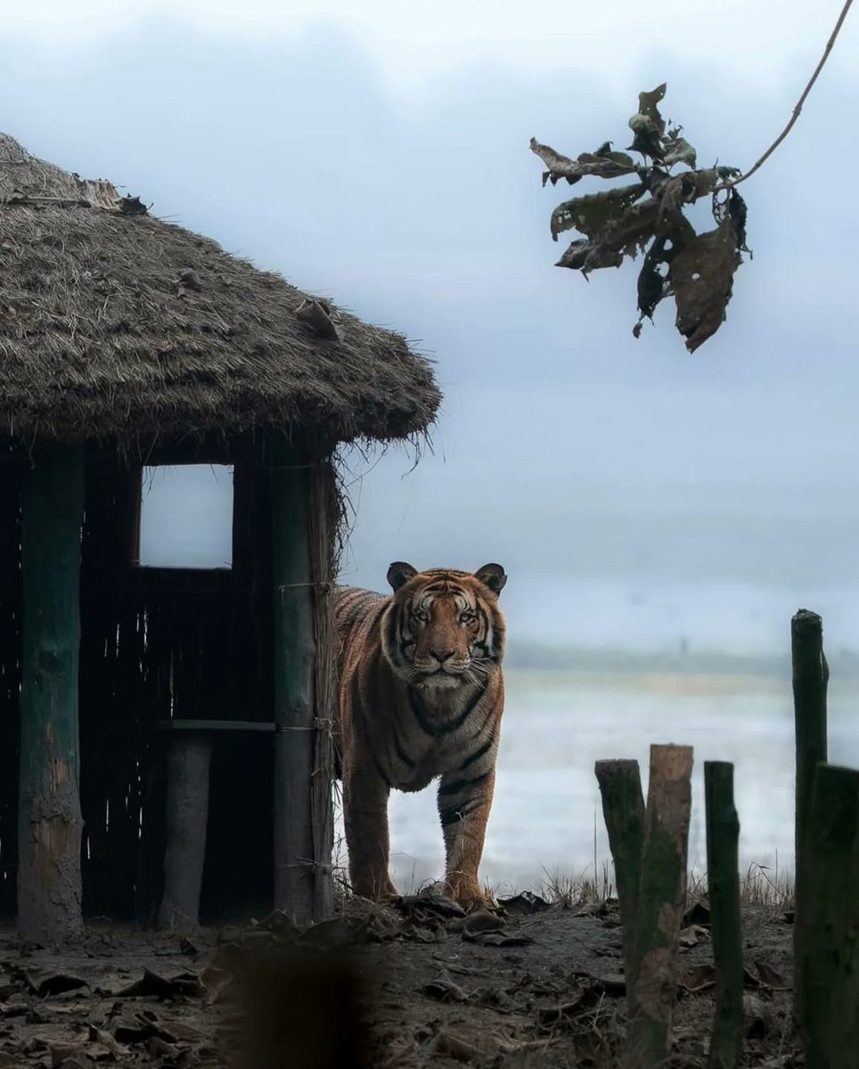 Thunder the tiger spotted in Dudhwa National Park, India 
 [📷](https://pbs.twimg.com/media/HSvNlDZa8AAeFf5.jpg) https://pbs.twimg.com/media/HSvNlDZa8AAeFf5.jpg