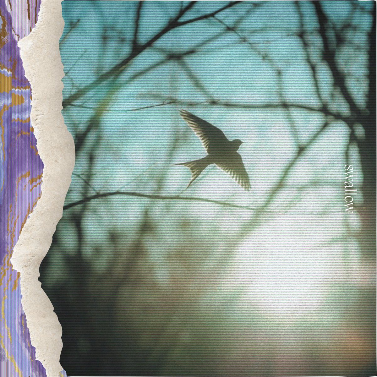 yanagi_band's tweet photo. 【NEW RELEASE INFO】

yanagi 1st EP "swallow"

1.  swallow *
2. Blue sky
3. Getting older, more beautiful
4. Dont be catch up my friend
5. 朝露

＊CD限定トラック

2026.11.01 RELEASE 予定
artwork by @kaitamagoshi https://t.co/zRD95zml4b