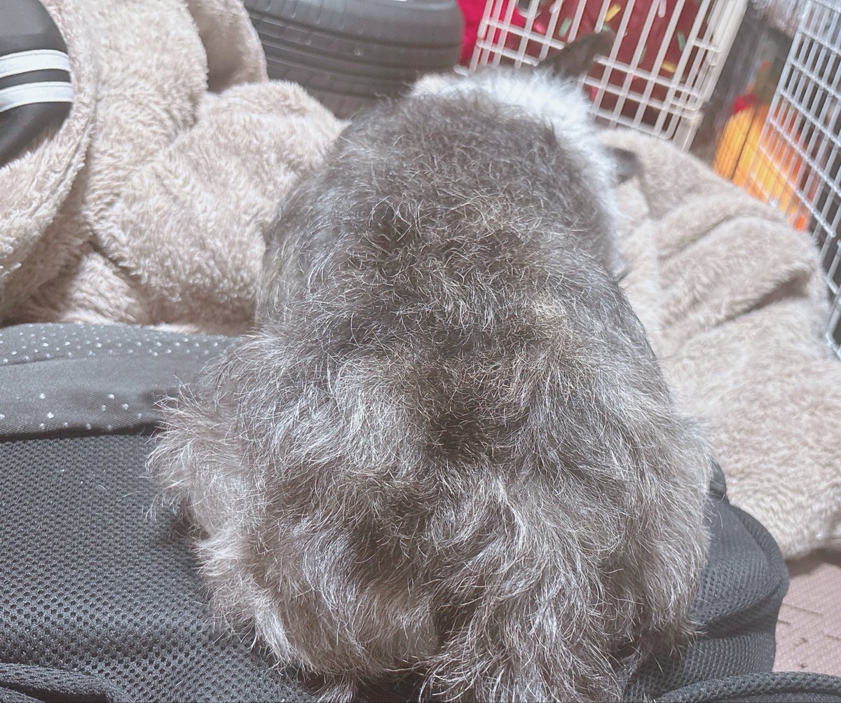 Jill_0502's tweet photo. これはね、我が家のジェントルの尻 https://t.co/M5I3PGjahm
