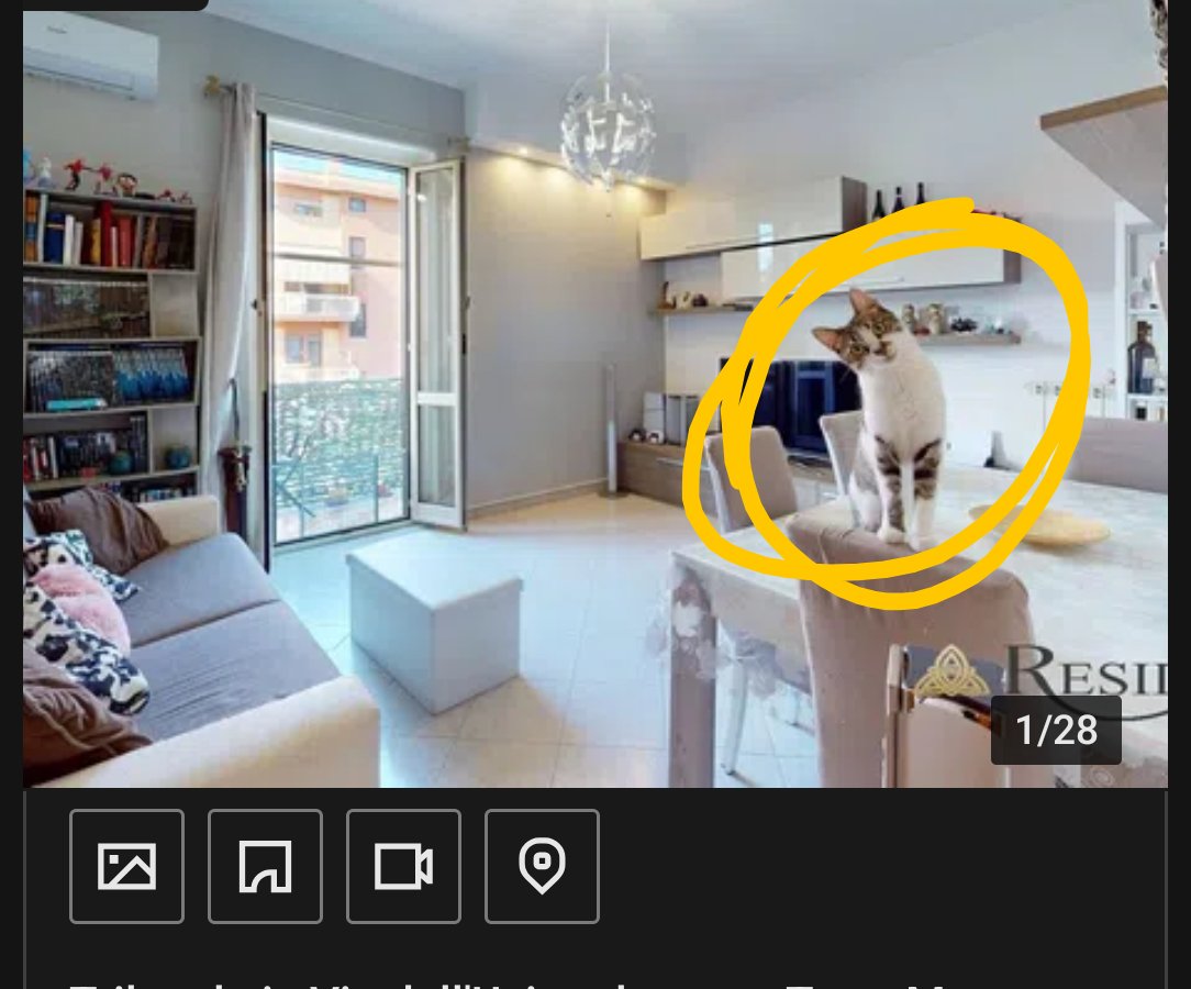 CleonJce's tweet photo. No vabbè, con questa come prima foto di un annuncio immobiliare io voglio subito un appuntamento per vedere la casa... e il gatto https://t.co/DaRaZ2aOBd