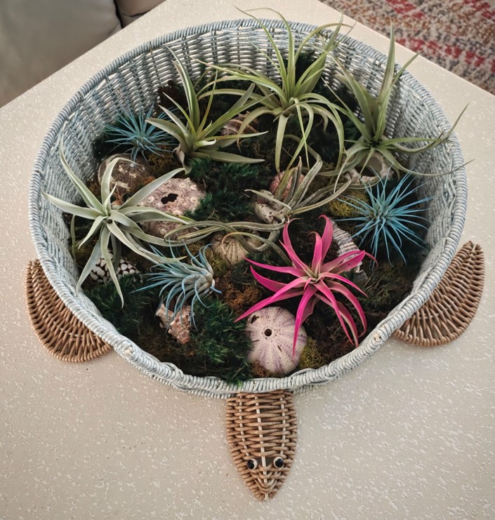 data_republican's tweet photo. I literally cannot even keep air plants alive. So I went to the air plant store and did a refresh on my turtle basket. I love him♥️ https://t.co/N1QDfeUejW