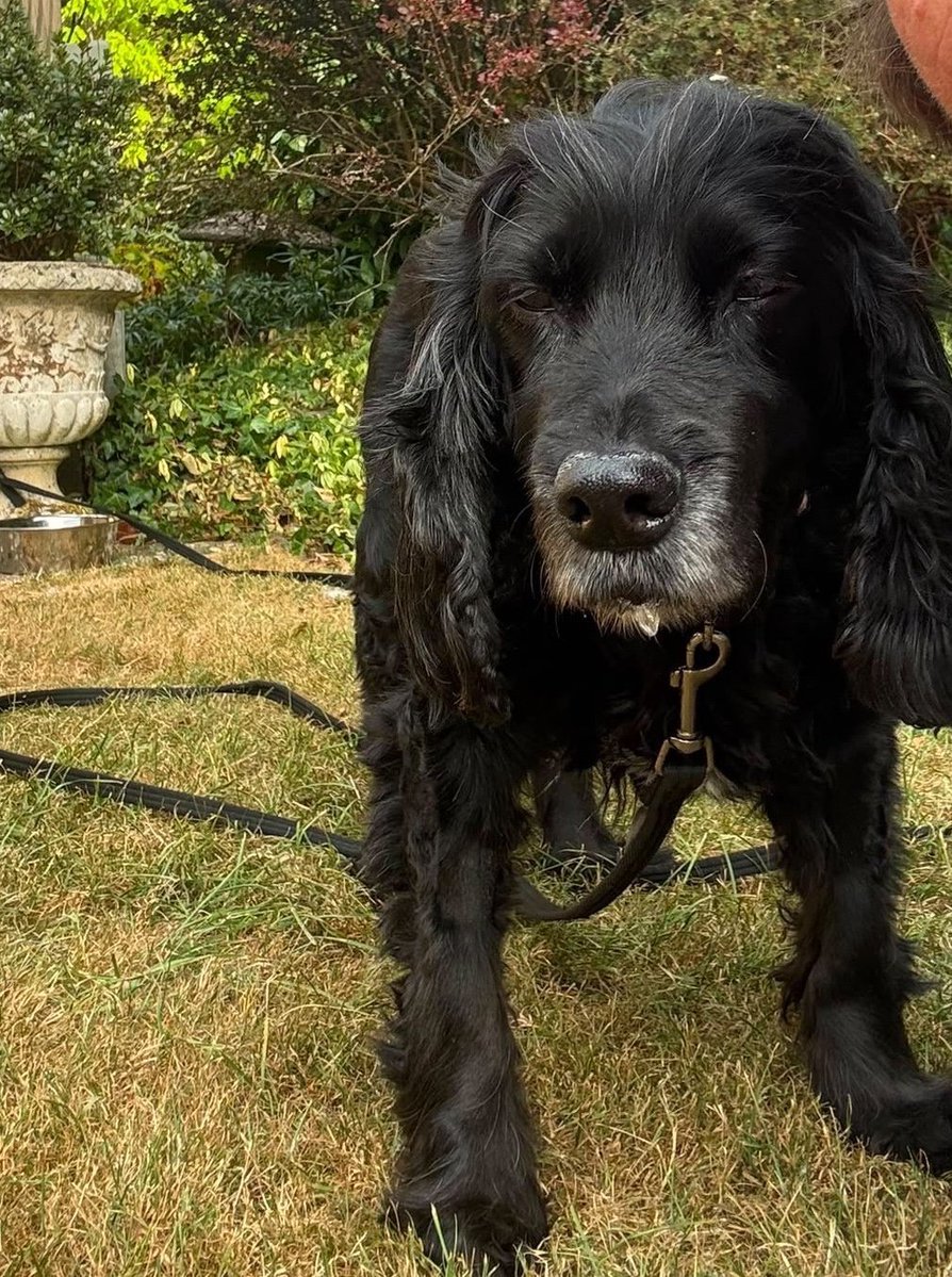 MissingPetsGB's tweet photo. Incredibly happy to hear that BENTLEY FOUND SAFE!! it's a little miracle!!! #reunited ❤️ https://t.co/tNwvGnRXCv